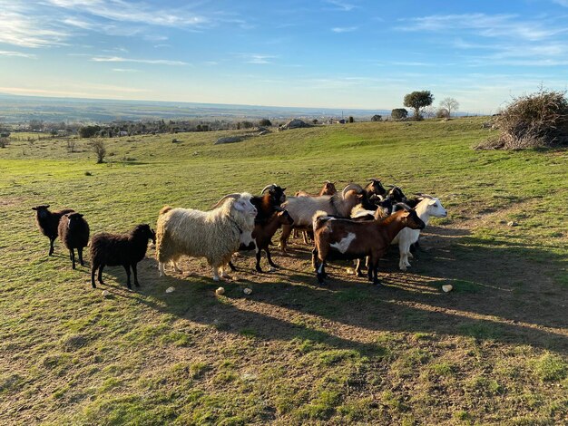 Foto caballos en un campo