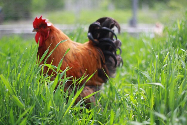 Foto caballos en un campo