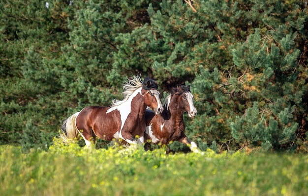 Foto caballos en un campo