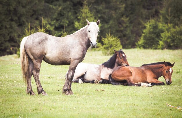 Foto caballos en un campo