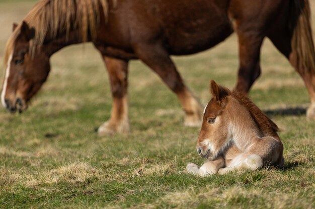 Foto caballos en un campo