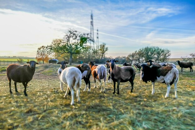 Foto caballos en un campo