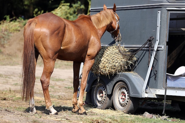 Foto caballos en un campo