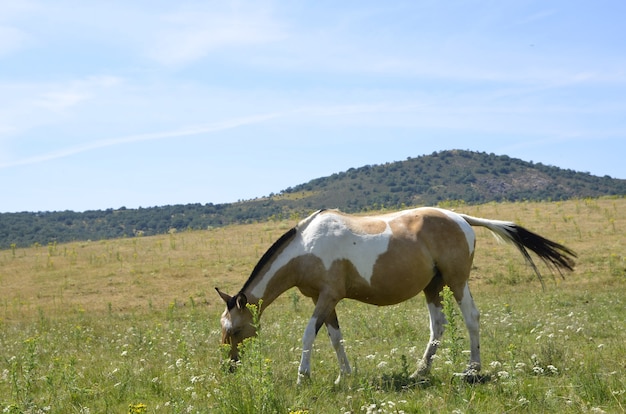 caballos en el campo