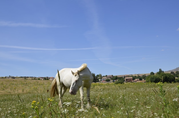 caballos en el campo