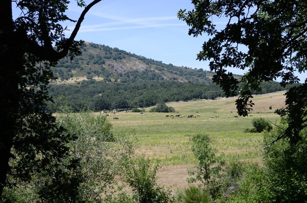 caballos en el campo