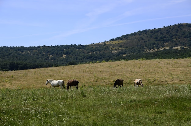 caballos en el campo