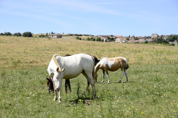 caballos en el campo