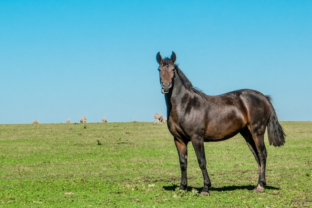 Caballos de campo