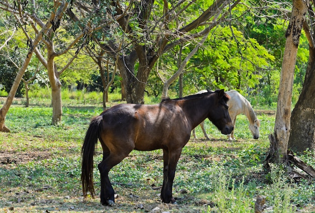 Caballos en campo