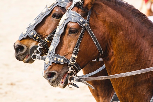 Caballos, carro romano en lucha de gladiadores, circo sangriento