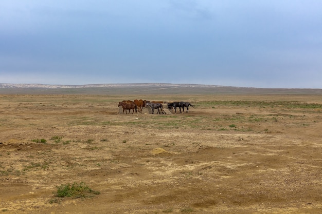 caballos cerca del abrevadero. La meseta de Ustyurt. Distrito de Boszhir. El fondo de un océano seco Tetis