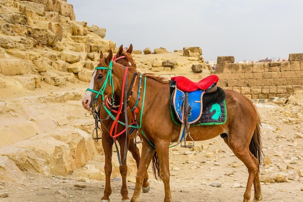 Caballos cerca de las grandes pirámides de Giza Egipto