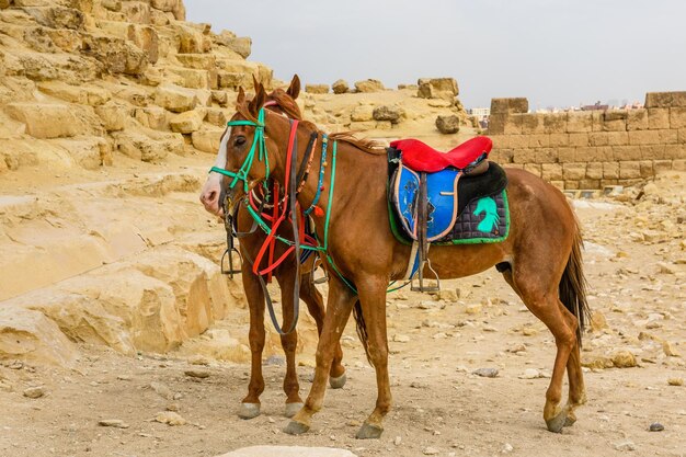 Caballos cerca de las grandes pirámides de Giza Egipto