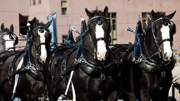 Caballos Clydesdale.