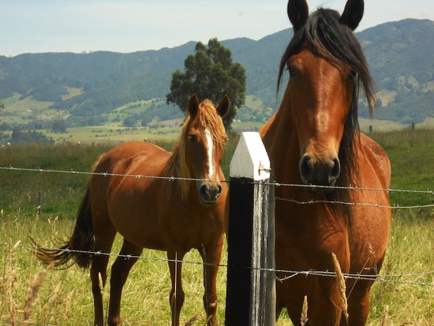 Caballos colombianos