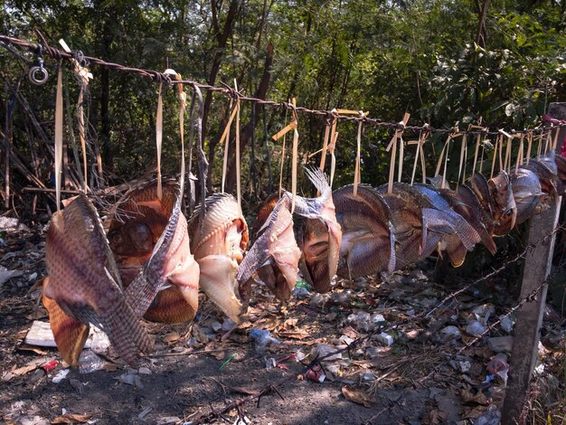 Foto los caballos se comen los árboles.