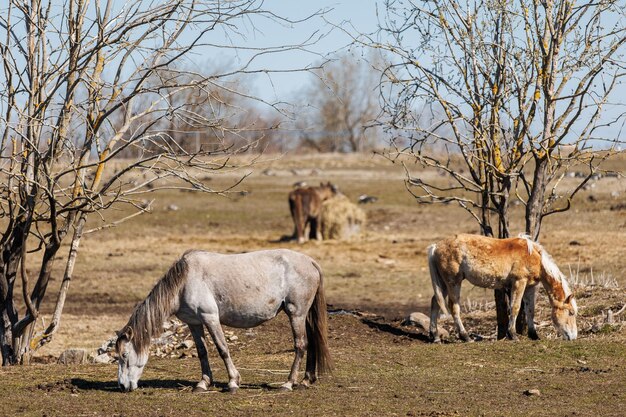 Los caballos comen y caminan en el campo primavera caminando