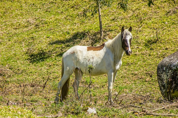 Caballos comiendo al aire libre