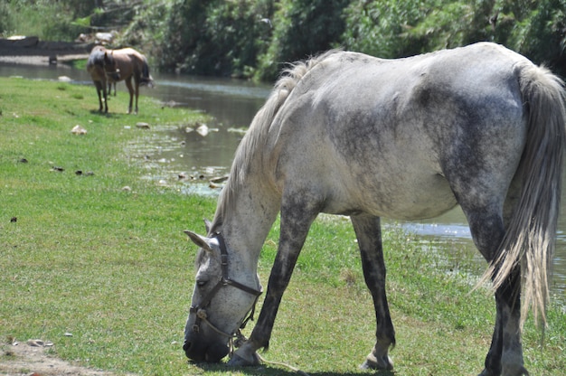 Caballos comiendo