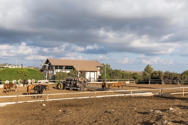 Caballos en el corral del rancho