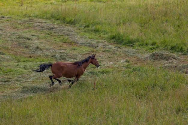 Los caballos corren en el campo en verano