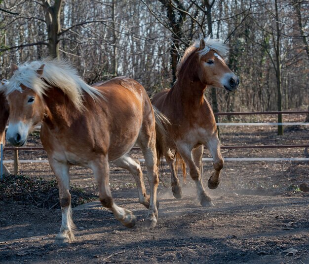 los caballos corren libres