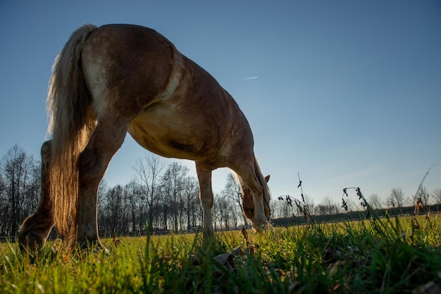 los caballos corren libres