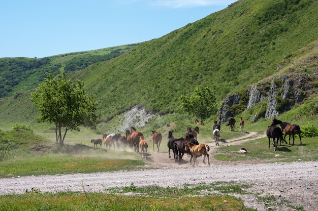 Los caballos corren a lo largo del terreno montañoso más allá del árbol. Manada. Sementales y potros.