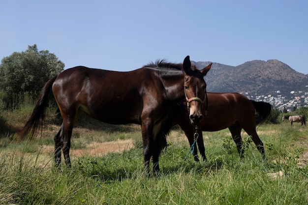 Los caballos corren en el prado Paisaje con animales