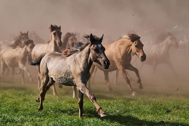 Caballos corriendo en el campo