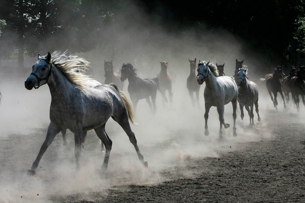 Caballos corriendo en el campo