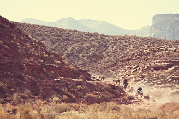 Caballos corriendo en las montañas