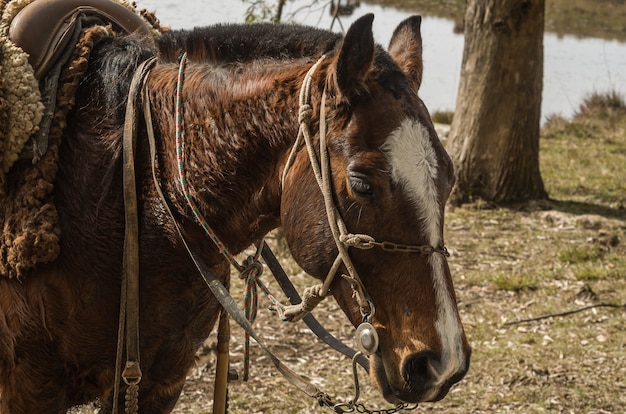 Los caballos del criollo se reproducen en finca.