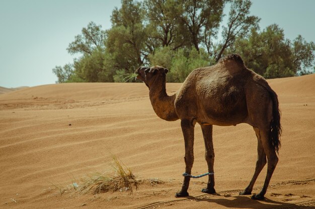 Foto caballos en un desierto