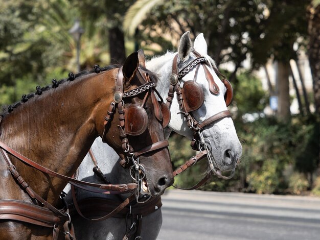 Caballos con detalles de sillería para caballos de carruaje en la Feria de Málaga