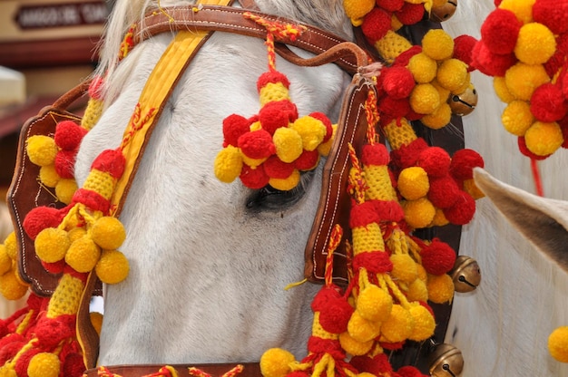 Caballos engalanados en feria