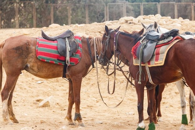 Caballos ensillados en el desierto de Arabia, Egipto