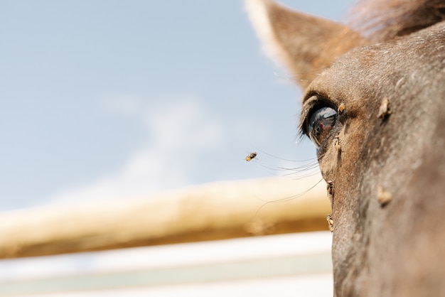 Foto caballos en un establo al aire libre