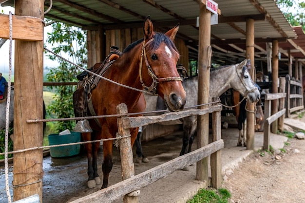 Caballos en un establo en una granja