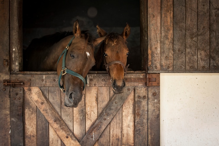 Foto caballos en un establo, mirando hacia afuera.