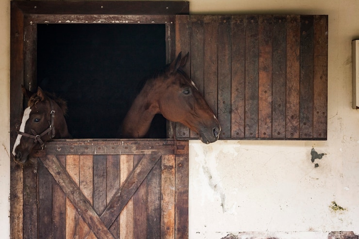 Foto caballos en un establo, mirando hacia afuera.