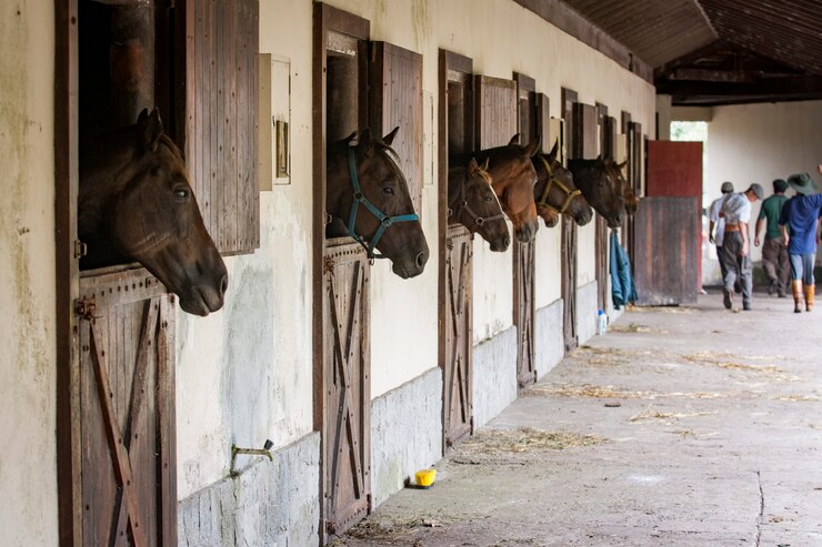 Foto caballos en un establo, mirando hacia afuera.