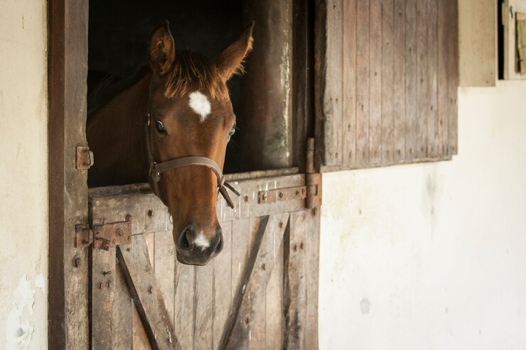 Foto caballos en un establo, mirando hacia afuera.