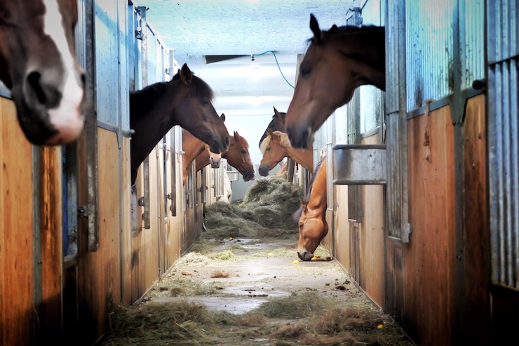 Foto caballos en el establo