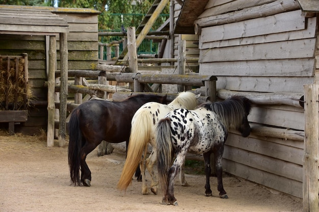 Caballos en establo