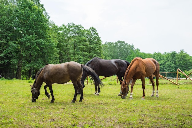 los caballos están pastando en un campo con árboles en el fondo