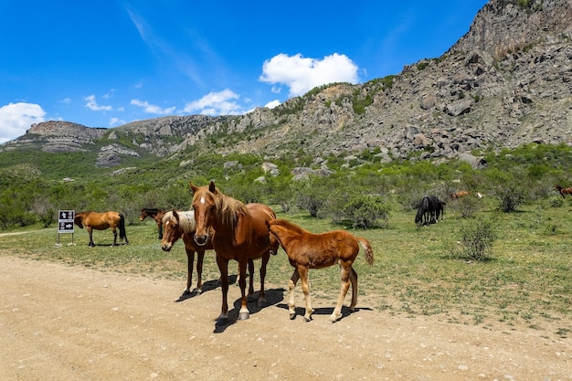 Caballos en el fondo de antiguas montañas altas y redondeadas de piedra caliza en una neblina de aire Demerdzhi Crimea