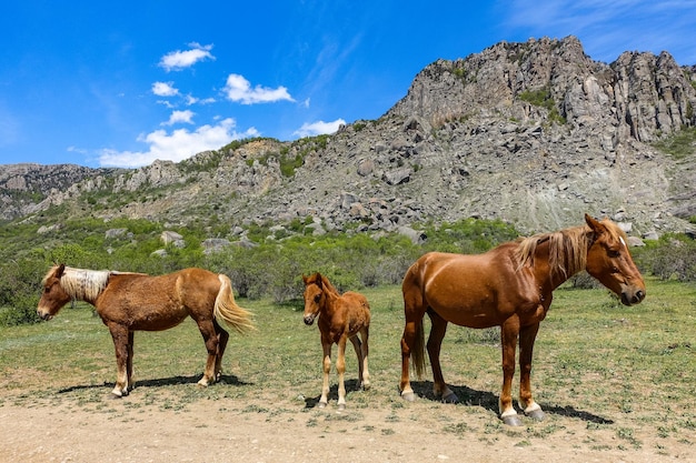 Caballos en el fondo de antiguas montañas altas y redondeadas de piedra caliza en una neblina de aire Demerdzhi Crimea