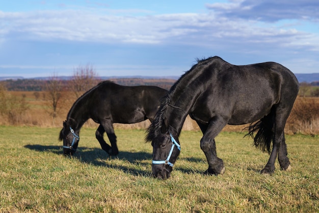 Caballos frisones negros en el pasto República Checa